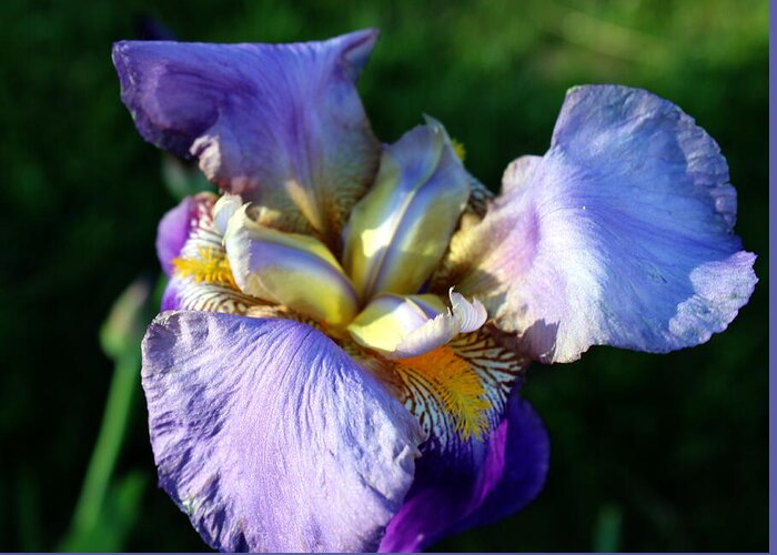 Flower Greeting Card featuring the photograph Iris in bloom by Jean Evans