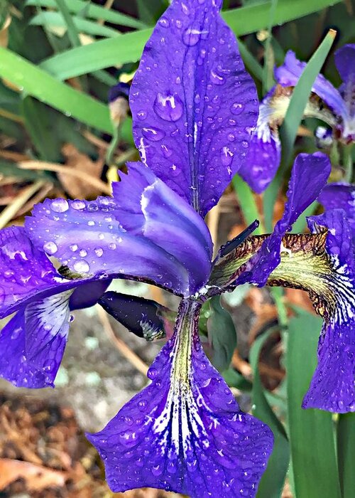 Flower Greeting Card featuring the photograph Iris in the Purple Rain by Lisa Pearlman