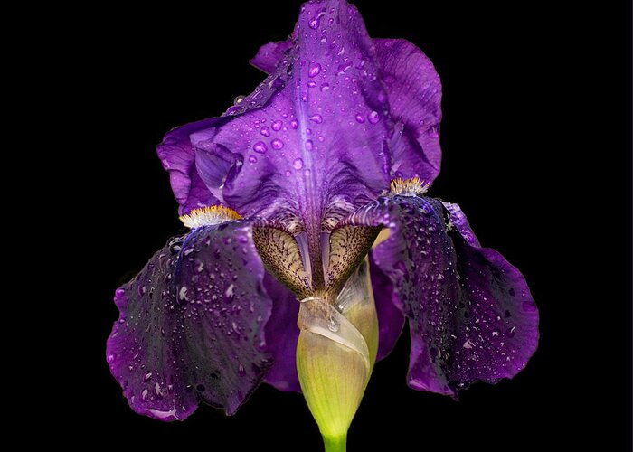 Flower Greeting Card featuring the photograph Iris on Black by Sandy Keeton