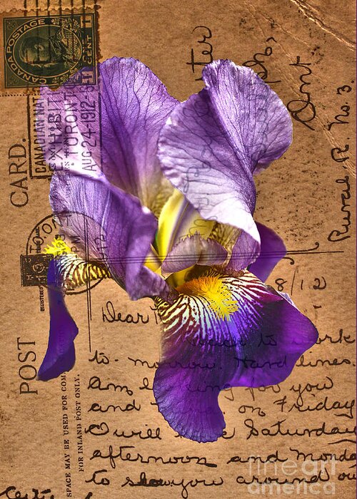 Flowers Greeting Card featuring the photograph Iris on Vintage 1912 Postcard by Nina Silver