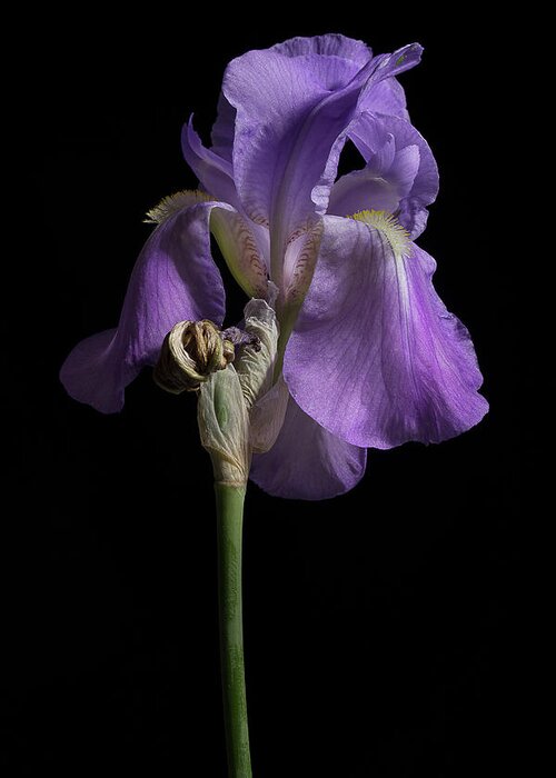 Purple Iris Greeting Card featuring the photograph Iris Series 1 by Mike Eingle