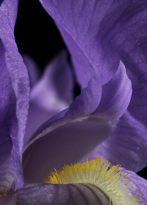 Purple Iris Greeting Card featuring the photograph Iris Series 2 by Mike Eingle