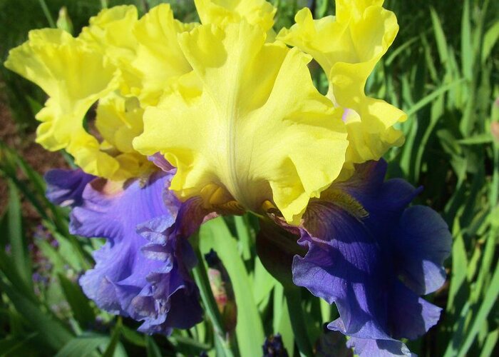 Iris Greeting Card featuring the photograph Iris by Sharon Ackley