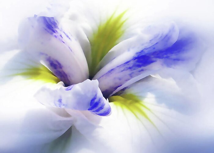 Flowers Greeting Card featuring the photograph Iris Spring by Jessica Jenney