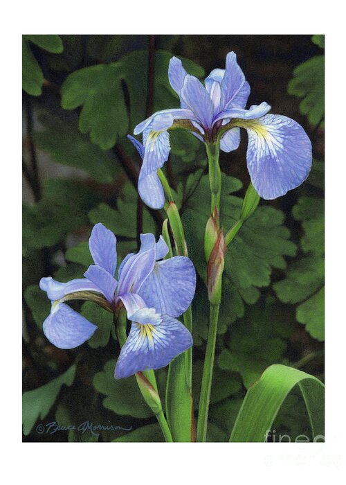 Iris Greeting Card featuring the drawing Iris Study by Bruce Morrison