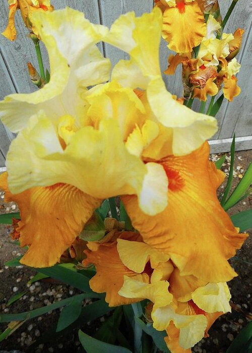 Iris Greeting Card featuring the photograph Irises 13 by Ron Kandt