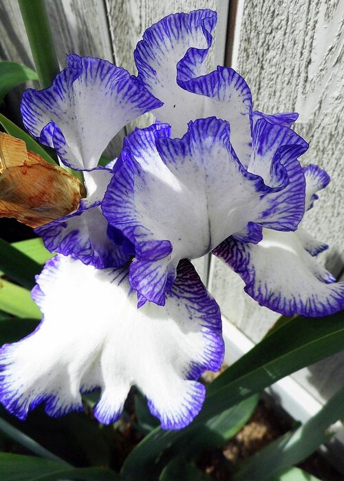 Iris Greeting Card featuring the photograph Irises 4 by Ron Kandt