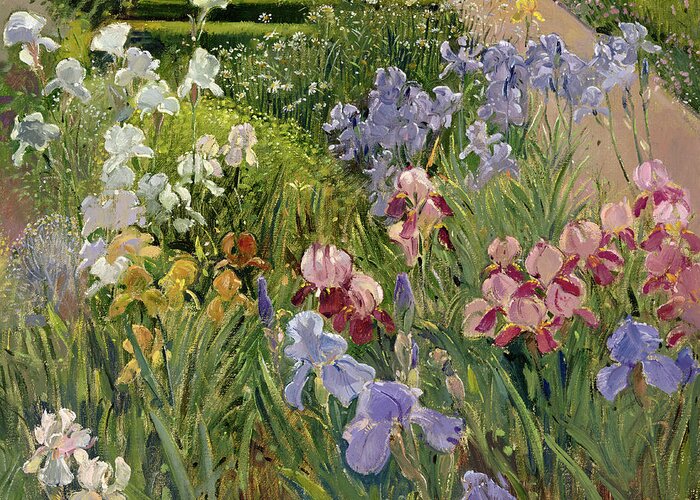 Garden Greeting Card featuring the painting Irises at Bedfield by Timothy Easton