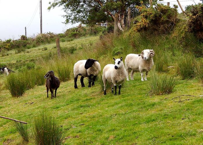 Ireland Greeting Card featuring the photograph Irish sheep grazing by Sue Morris