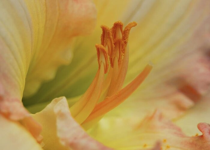 Flower Greeting Card featuring the photograph Island Forest Day Lily Macro by Dale Kauzlaric