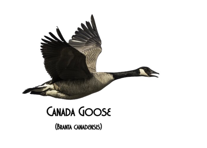 Canada Goose Greeting Card featuring the photograph Isolated Canada Goose 2015-1 by Thomas Young