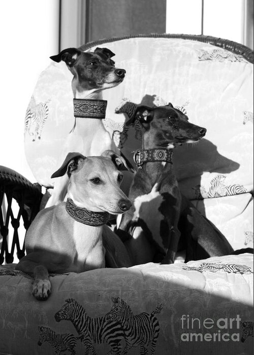 Editorial Greeting Card featuring the photograph Italian Greyhounds in Black and White by Angela Rath
