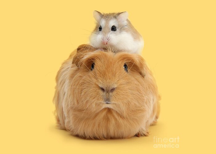 Roborovski Hamster Greeting Card featuring the photograph It's a Guinea wig by Warren Photographic