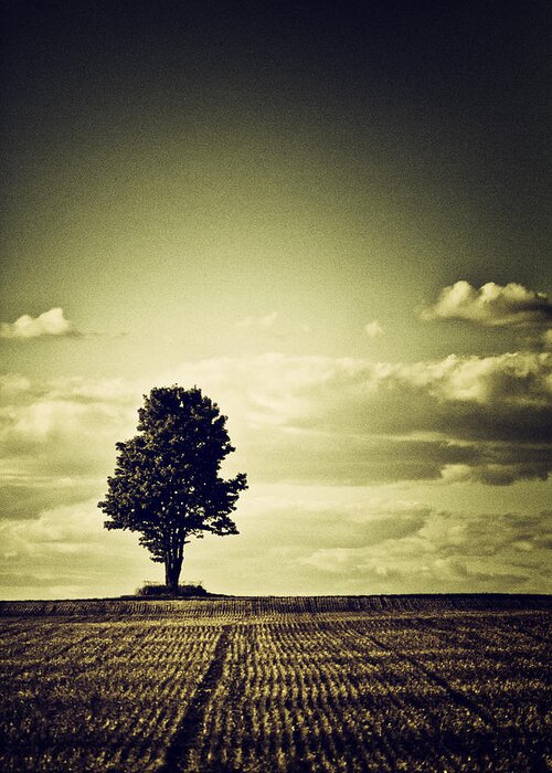 Tree Greeting Card featuring the photograph I've been watching...and...waiting.... by Russell Styles