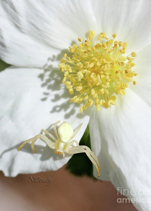 Crab Spider On White Mountain Rose Greeting Card featuring the photograph Ivory Huntress by Natalie Dowty