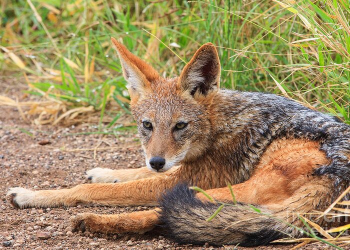 Black-backed Jackal Greeting Card featuring the photograph Jackal Resting by Jennifer Ludlum