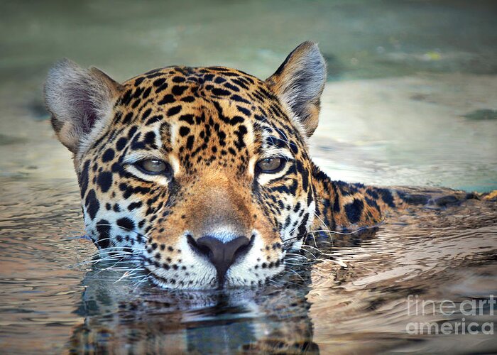 Jaguar Greeting Card featuring the photograph Jaguar Cooldown by Dan Holm