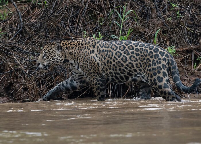 River Greeting Card featuring the photograph Jaguar in River by Wade Aiken