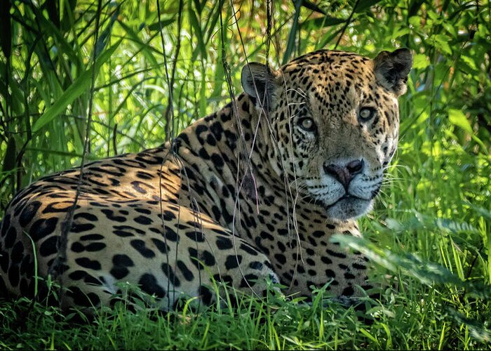 Jaguar Greeting Card featuring the photograph Jaguar in the shade by Steven Upton