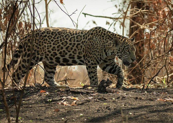 Jaguar Greeting Card featuring the photograph Jaguar prowls the jungle in Brazil by Steven Upton