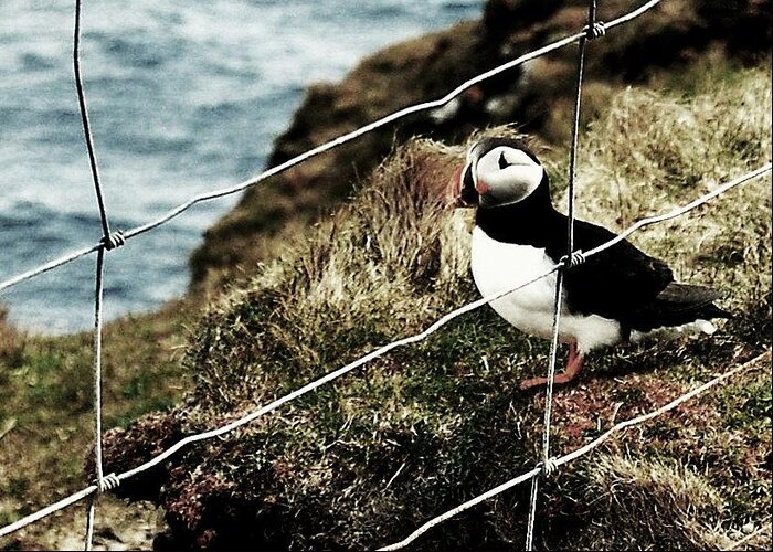 Puffin Greeting Card featuring the photograph Jailbird by HweeYen Ong