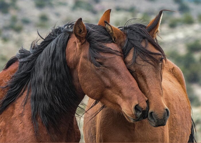 Mustangs Greeting Card featuring the photograph Jake and Wilma by John T Humphrey