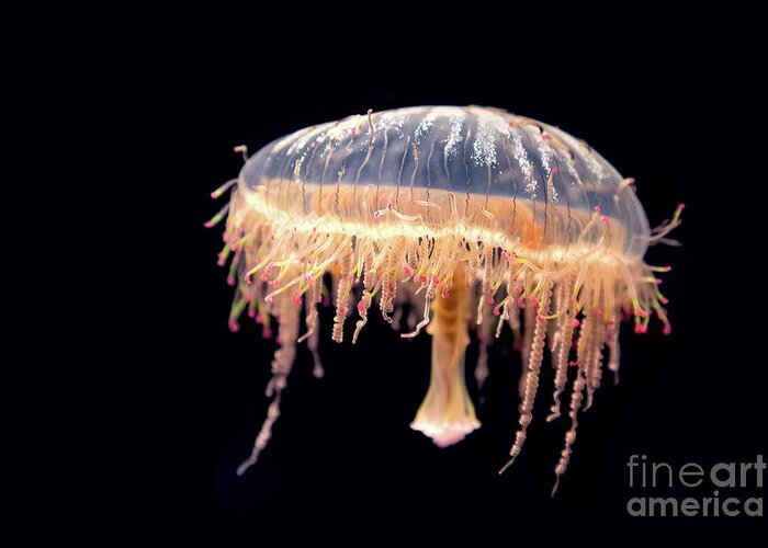 Jellyfish Greeting Card featuring the photograph Japanese flower hat jelly by Jane Rix