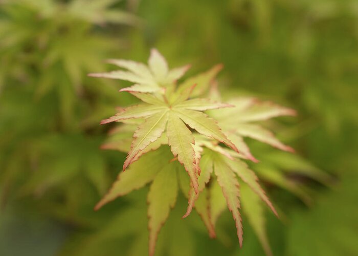 Square Crop Greeting Card featuring the photograph Japanese Maple Detail by Joseph Smith