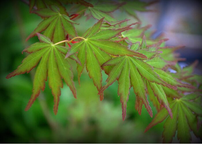Foliage Greeting Card featuring the photograph Japanese Maple Foliage by Nathan Abbott