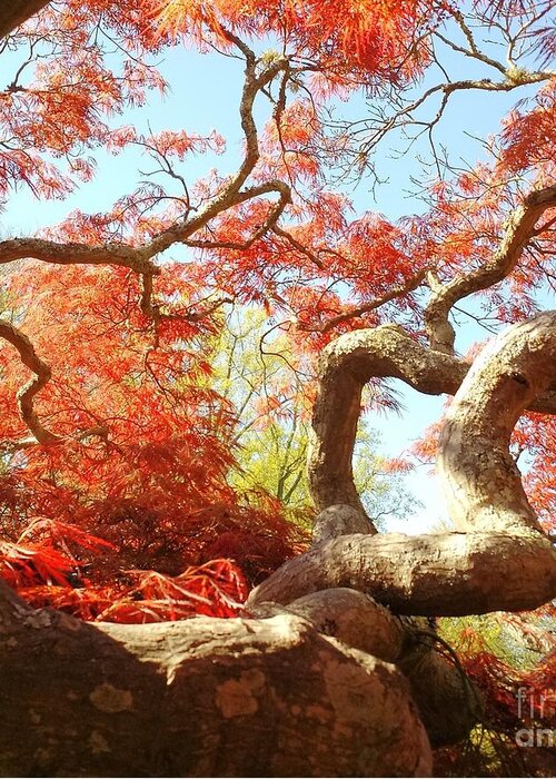 Japanese Maple Tree Greeting Card featuring the photograph Japanese Maple Tree by Anita Adams