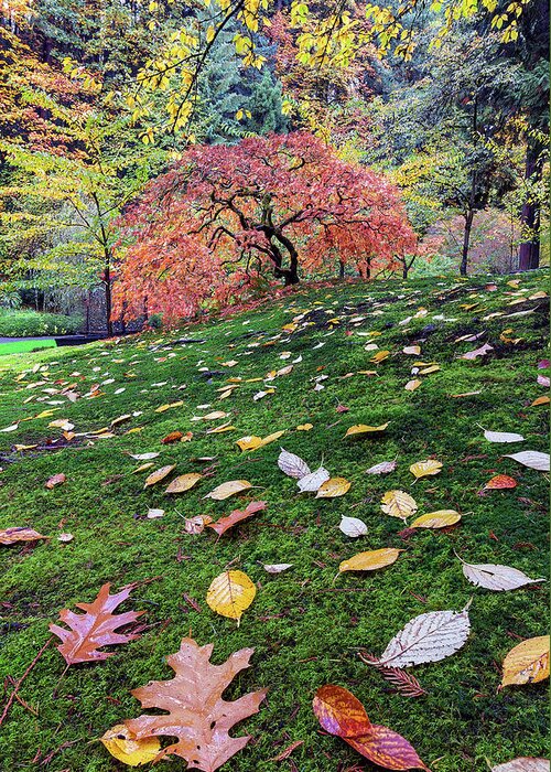 Japanese Greeting Card featuring the photograph Japanese Maple Tree on a Mossy Slope by David Gn