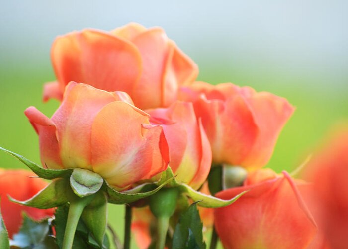Flower Greeting Card featuring the photograph Jardin de Rosas by Melanie Moraga