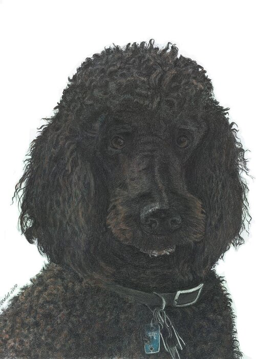 Poodle Greeting Card featuring the drawing Jean-Claude by Marlene Piccolin