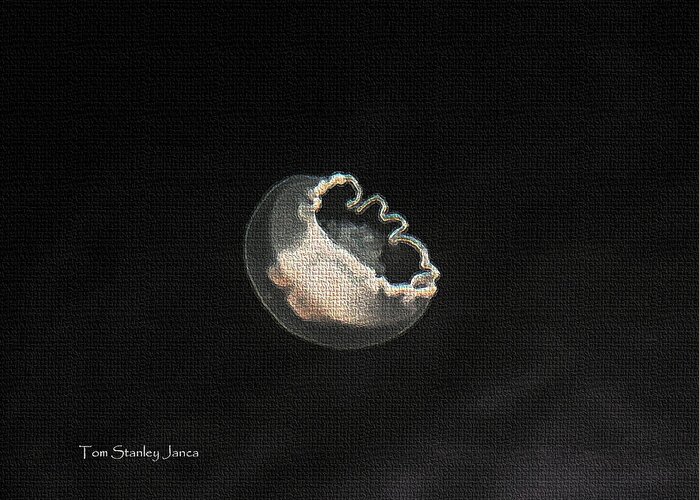 Jelly Fish Swims In The Bay Greeting Card featuring the photograph Jelly Fish Swims In The Bay by Tom Janca