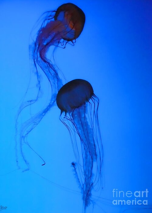 Jellyfish Greeting Card featuring the photograph Jellyfish 5 by Jeff Breiman