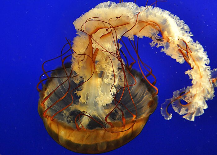 Jellyfish Greeting Card featuring the photograph Jellyfish by Marion McCristall
