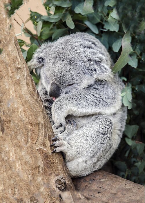 Koala Greeting Card featuring the photograph Joey's Nap by William Bitman