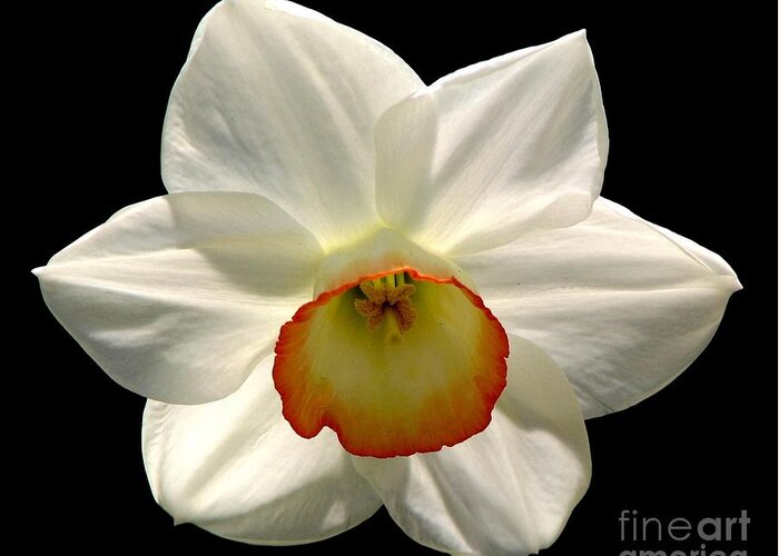 Jonquil Greeting Card featuring the photograph Jonquil 1 by Rose Santuci-Sofranko
