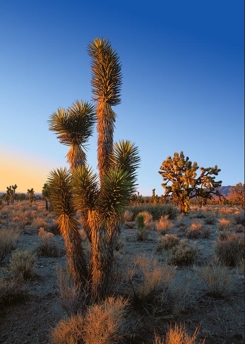 California Greeting Card featuring the photograph Joshua Tree at sunset by Johan Elzenga