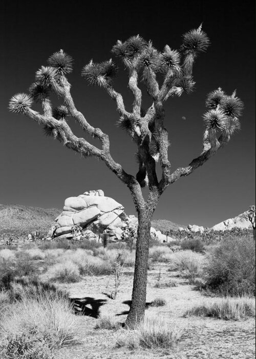 Tree Greeting Card featuring the photograph Joshua Tree in Monochrome by Adam Pender