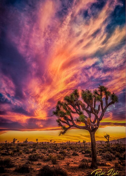 Joshua Tree Greeting Card featuring the photograph Joshua Tree in the Glowing Swirls by Rikk Flohr