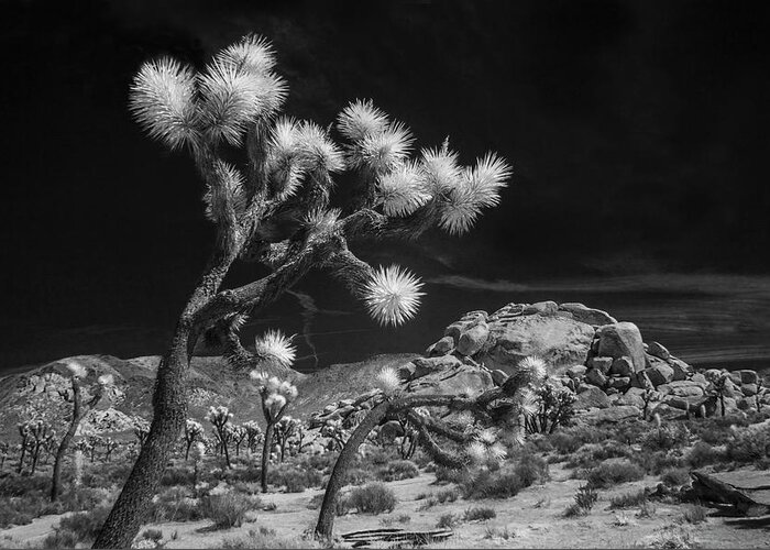 California Greeting Card featuring the photograph Joshua Trees and Boulders in Infrared Black and White by Randall Nyhof
