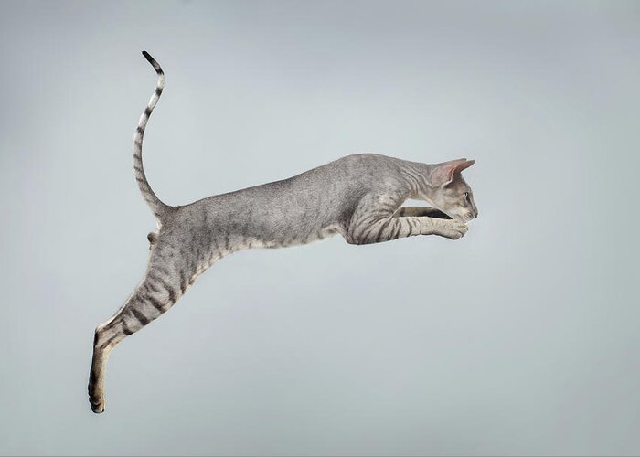 Peterbald Greeting Card featuring the photograph Jumping Peterbald Sphynx Cat on White by Sergey Taran