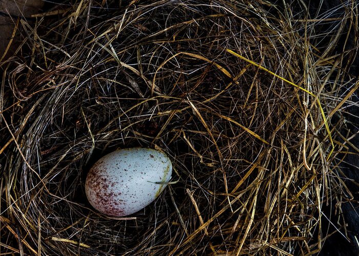 Dark-eyed Junco Greeting Card featuring the photograph Junco Bird Nest and Egg Square Version by Carol Leigh