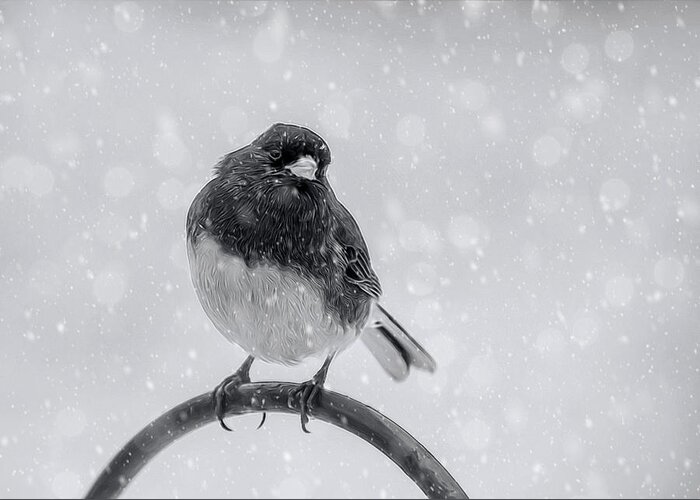 Bird Greeting Card featuring the photograph Junco In Winter by Cathy Kovarik