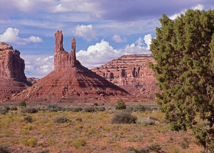 Tom Daniel Greeting Card featuring the photograph Juniper and Butte by Tom Daniel