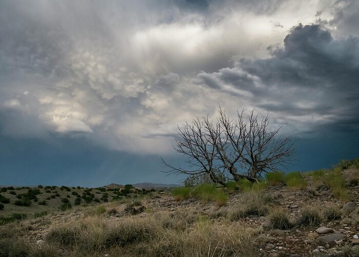 Landscapes Greeting Card featuring the photograph Juniper Skeleton and Storm Clouds by Mary Lee Dereske