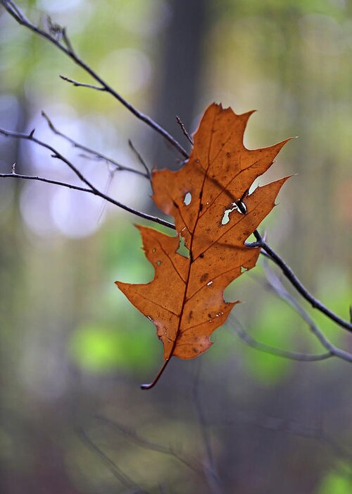 Oak Leaf Greeting Card featuring the photograph Just Hangin Out 2 110417 by Mary Bedy