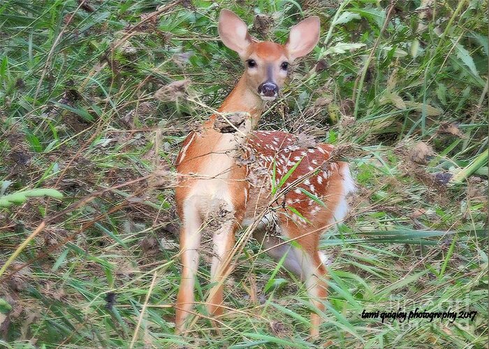 Deer Greeting Card featuring the photograph Just Precious by Tami Quigley