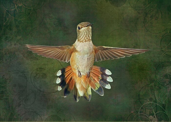 Male Rufus Hummingbird Greeting Card featuring the photograph Just this Instant by Theo O'Connor